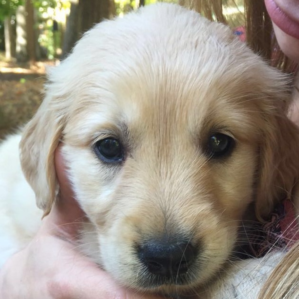 Meet your Posher, Peyton